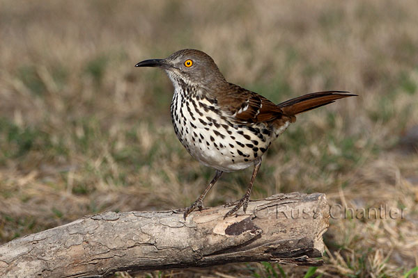 Long-billed Thrasher © Russ Chantler